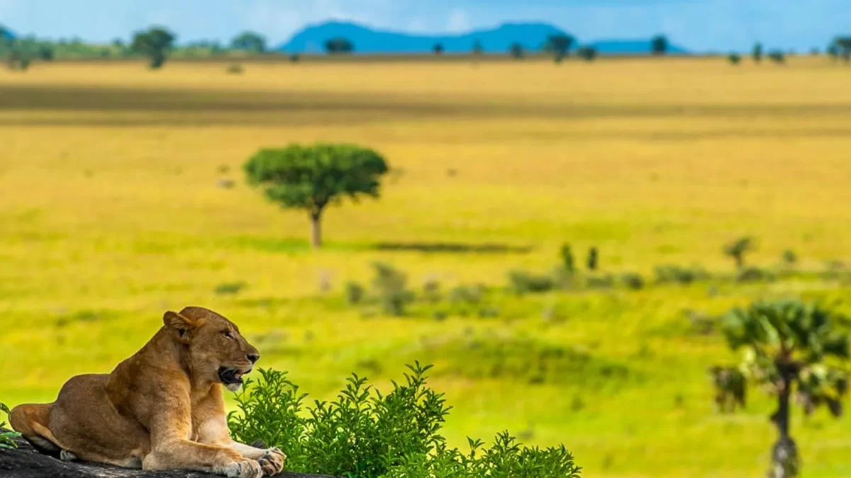 Wildlife at Kidepo valley National Park- Uganda wildlife safaris