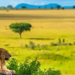Wildlife at Kidepo valley National Park- Uganda wildlife safaris