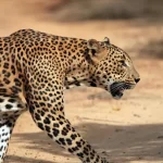 Where to see leopards on a Uganda safari- Uganda Wildlife safaris