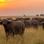 Top adventures to do at Meru National Park- Kenya safaris