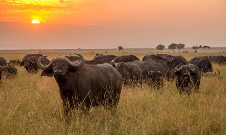 Top adventures to do at Meru National Park- Kenya safaris