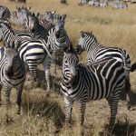 Best places to see zebras in Uganda- Uganda wildlife safaris