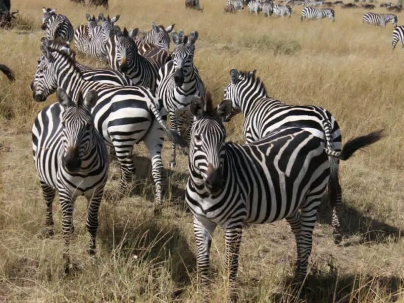 Best places to see zebras in Uganda- Uganda wildlife safaris