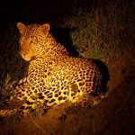 Night game drives at Murchison falls National park