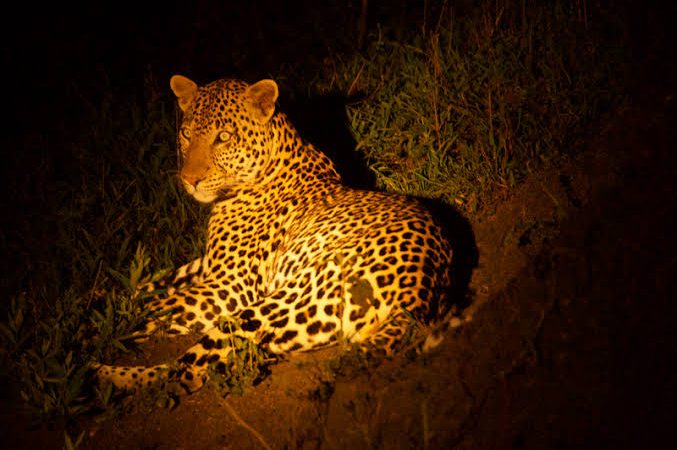 Night game drives at Murchison falls National park
