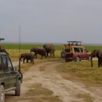 Things to do in Aberdare National Park- Kenya adventure safaris