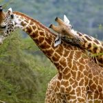 Top attractions at Akagera National Park- Rwanda safaris