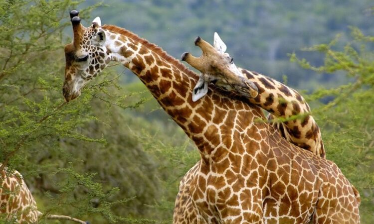 Top attractions at Akagera National Park- Rwanda safaris