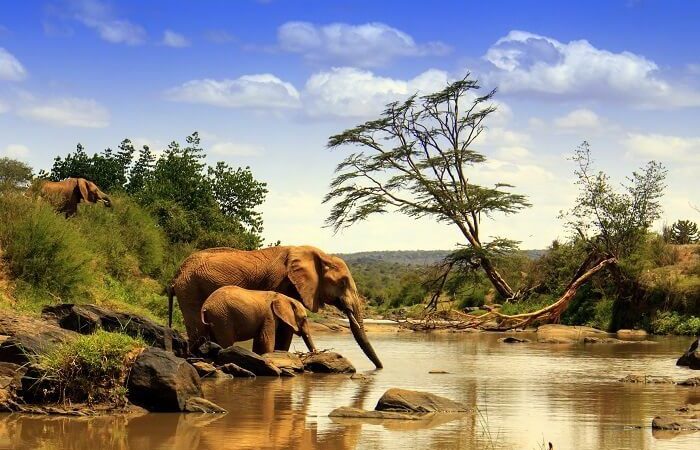 Top attractions at Amboseli National Park- Kenya wildlife safaris