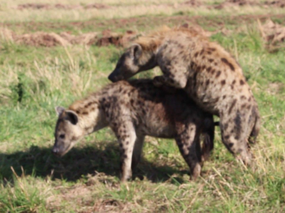 Best places to see hyenas in Uganda