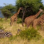 Wildlife at Meru National Park- Kenya wildlife safaris