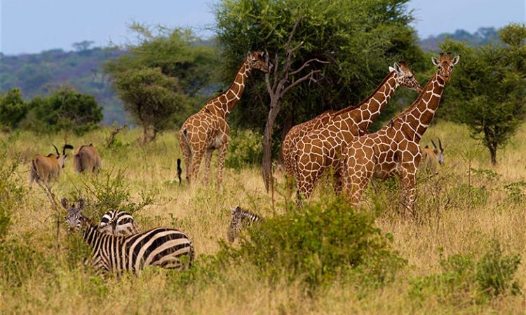 Wildlife at Meru National Park- Kenya wildlife safaris