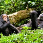 Top destinations for Chimpanzee trekking in Rwanda