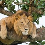 Best places to see the big cats in Uganda