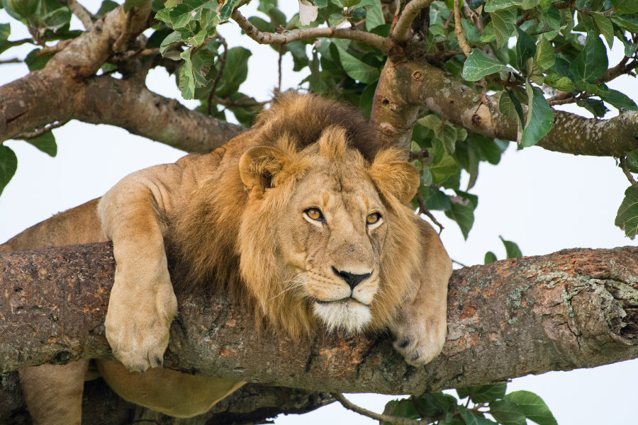 Best places to see the big cats in Uganda