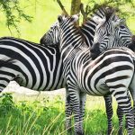 Best places for wildlife safaris in Uganda