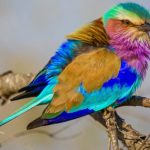 Top places for birding safaris in Kenya