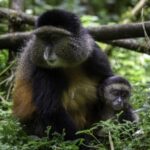 Top attractions at Gishwati Mukura National Park- Rwanda safaris