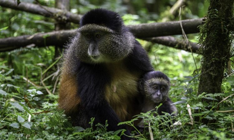 Top attractions at Gishwati Mukura National Park- Rwanda safaris