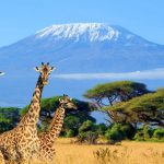 Best places to visit for wildlife safaris in Kenya