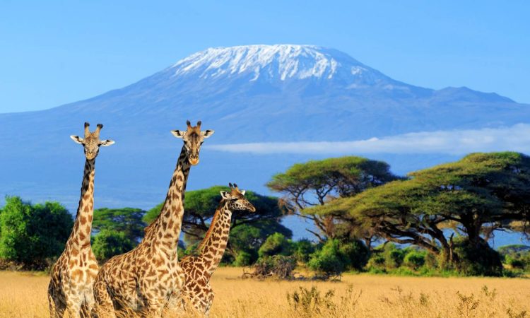 Best places to visit for wildlife safaris in Kenya