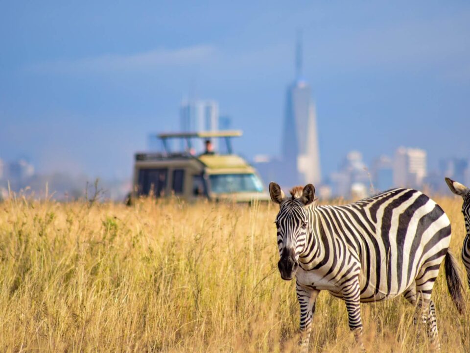 Top attractions at Nairobi National Park- Kenya safaris