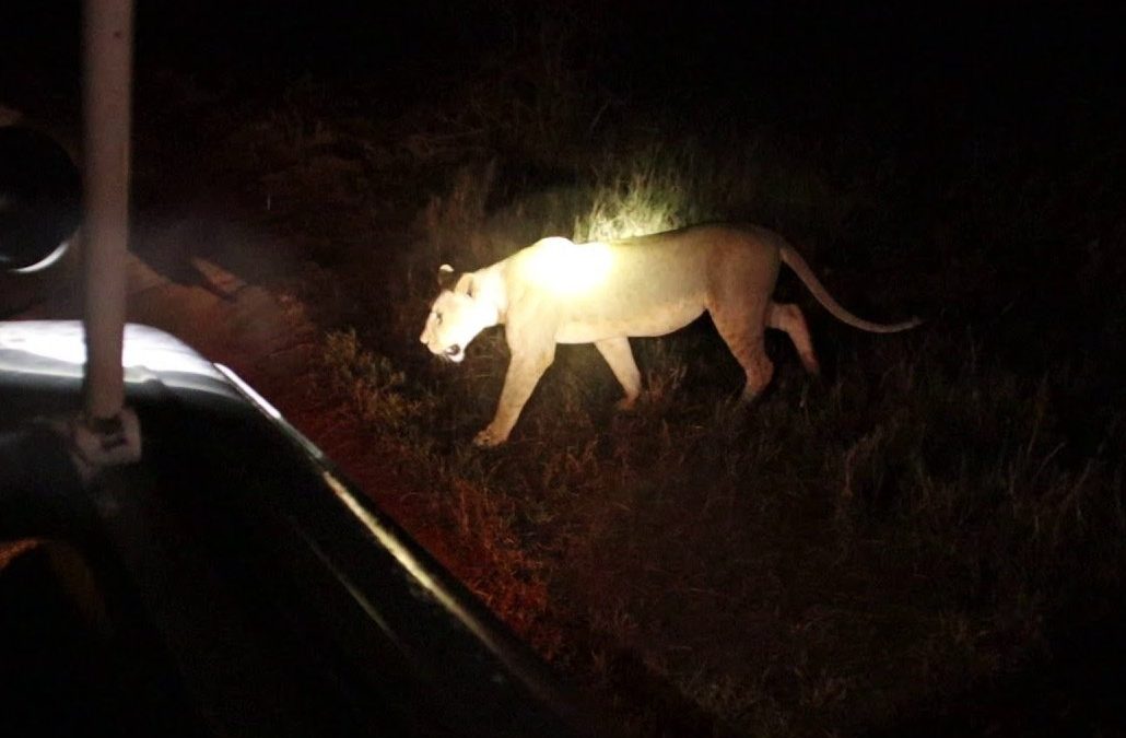 What to see on night game drives at Tsavo National Park