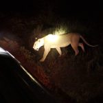 What to see on night game drives at Tsavo National Park