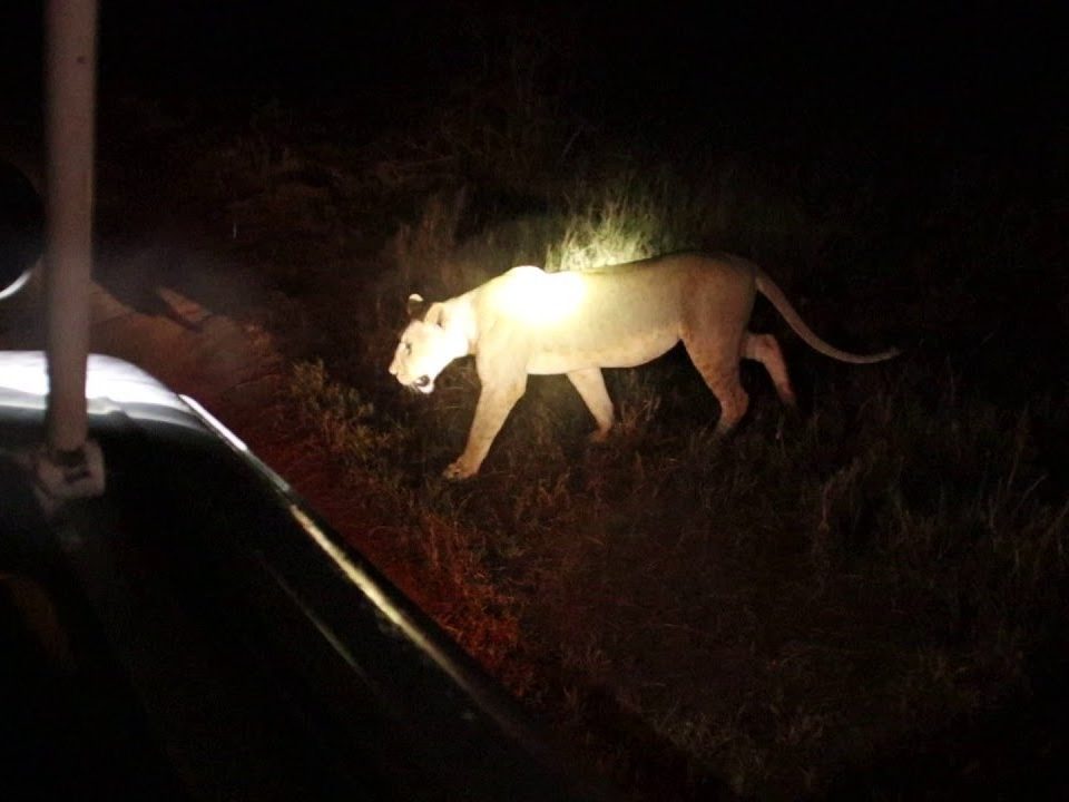 What to see on night game drives at Tsavo National Park