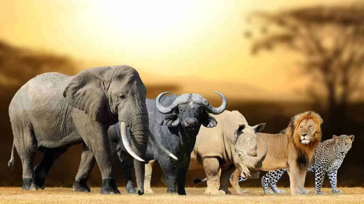 Best places to see big fives on Kenya wildlife safaris