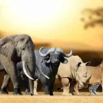 Best places to see big fives on Kenya wildlife safaris