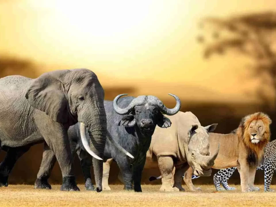 Best places to see big fives on Kenya wildlife safaris