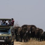 Best places to see elephants on Rwanda wildlife safaris