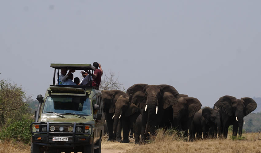 Best places to see elephants on Rwanda wildlife safaris