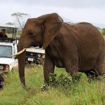 Best destinations to see elephants during Kenya wildlife safaris