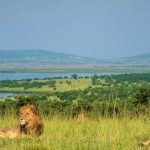 Where to see lions on Rwanda wildlife safaris
