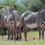 Where to see zebras on Kenya wildlife safaris