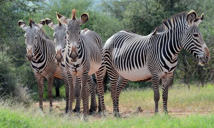 Where to see zebras on Kenya wildlife safaris