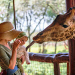 Best places to see giraffes on your Kenya wildlife safaris
