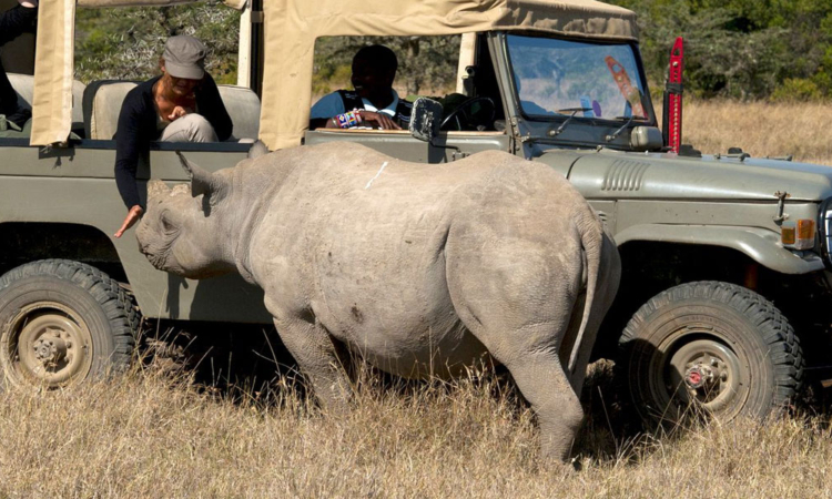 Where to see rhinos on your Kenya wildlife safaris