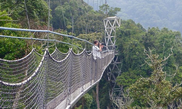 Top attractions at Nyungwe forest National Park- Rwanda safaris