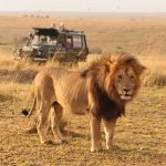 Best destinations for budget safaris in Kenya