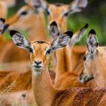 Wildlife at Lake Mburo National Park- Uganda wildlife safaris