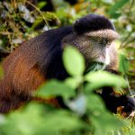 Wildlife at Mgahinga National Park-Uganda safaris