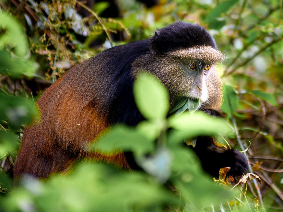 Wildlife at Mgahinga National Park-Uganda safaris