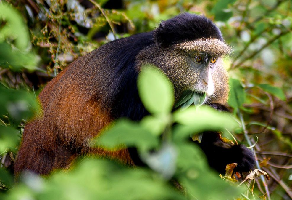 Wildlife at Mgahinga National Park-Uganda safaris