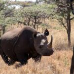 Where to see rhinos during Rwanda wildlife safaris