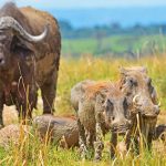 Wildlife at Murchison falls National Park- Uganda safaris