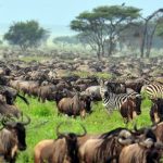 The best time to visit Kenya for safaris