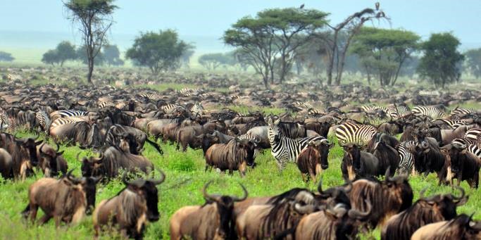 The best time to visit Kenya for safaris